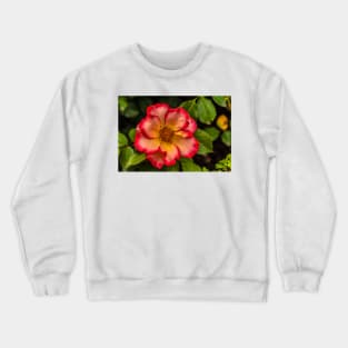 Wild Rose Sunrise Crewneck Sweatshirt